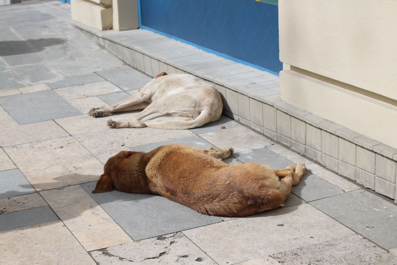 Бездомные собаки в Тбилиси